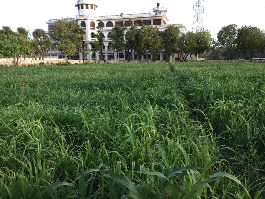 sorghum wheat in shiv bagh planted in March 1200